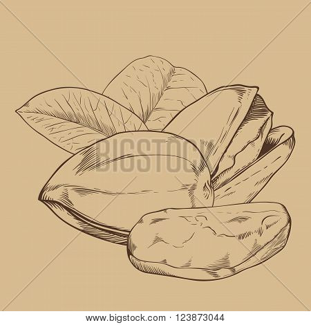 Pistachio vector isolated on brown background. Pistachio seeds. Engraved vector illustration of leaves and nuts of pistachio. Pistachio in vintage style.