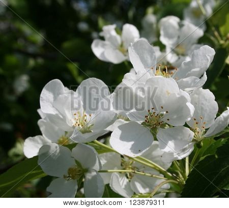 Bright white flowers of apple trees on green foliage background