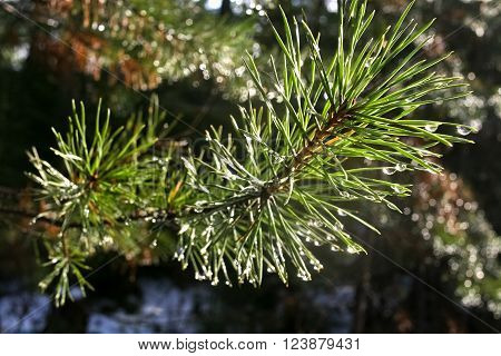 Bright beautiful pine branch covered in raindrops