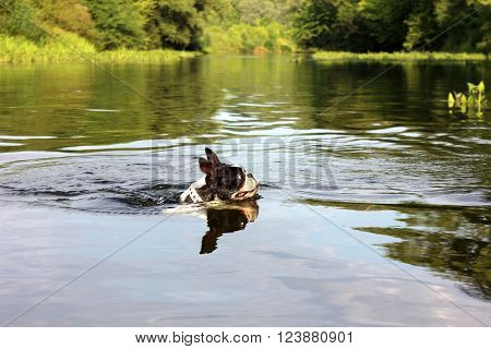 Boston terrier dog swimming in river. Head of dog in river. Head of swimming boston terrier dog in the water.
** Note: Soft Focus at 100%, best at smaller sizes