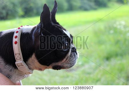 Boston terrier dog head on the summer  background. Boston terrier dog head on the green summer  background. Wet boston terrier in the collar after swimming.
** Note: Soft Focus at 100%, best at smaller sizes