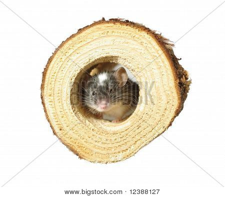 Maus im Loch
