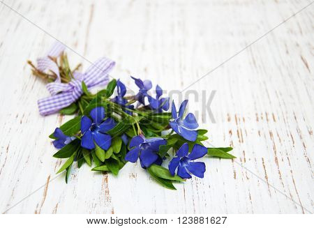 Perwinkle