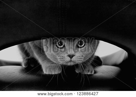 Funny Scottish cat with big round eyes looking through a hole (in black and white retro style)