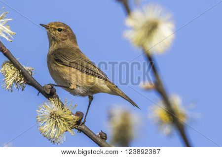 A common chiffchaff is sitting on a branch