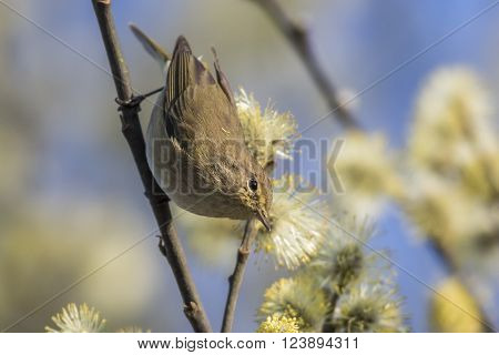 A common chiffchaff is sitting on a branch
** Note: Soft Focus at 100%, best at smaller sizes