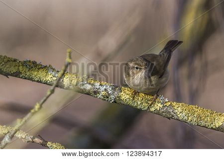 A common chiffchaff is sitting on a branch