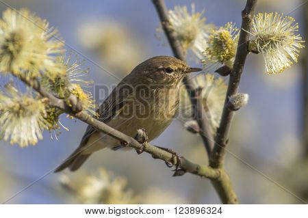 A common chiffchaff is sitting on a branch
** Note: Soft Focus at 100%, best at smaller sizes