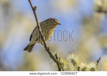 A common chiffchaff is sitting on a branch