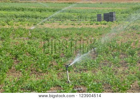 Triel sur Seine France - august 12 2015 : market gardening watering in the fields
