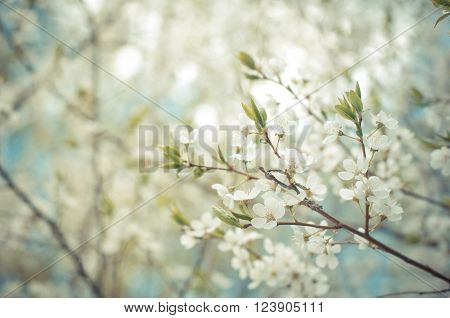 Cherry-tree flower branch and blue sky beautiful natural background. Toned vintage photo. Spring friuit garden.