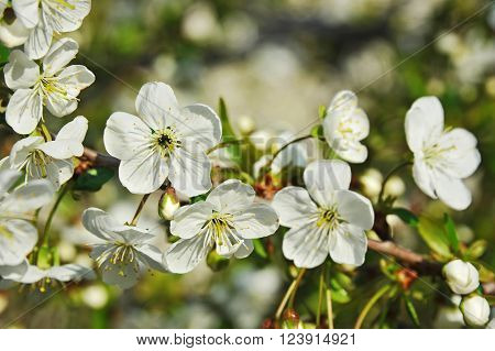 Cherry Tree Blossom