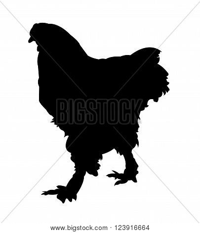Brahma Cock Silhouette (Black) on White Background