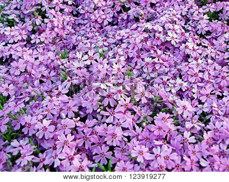Violet flower carpet of flowers phlox styloid (spring blossom)