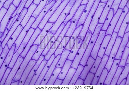Purple onion peel under the optical microscope
