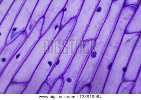 Purple onion peel under the optical microscope