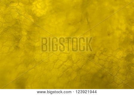 Yellow Pepper Under The Microscope