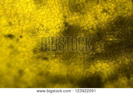 Yellow Pepper Under The Microscope