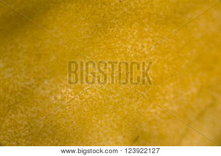 Yellow pepper cells under the optical microscope