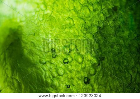 Cucumber Under The Microscope