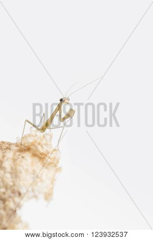 Close up of praying mantis nymph on damaged egg case with copy space and white background.