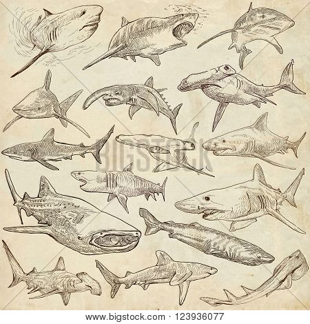Animals SHARKS Chordata. Collection of an hand drawn illustrations. Description Full sized hand drawn illustrations - freehand sketches. Drawings on old paper.