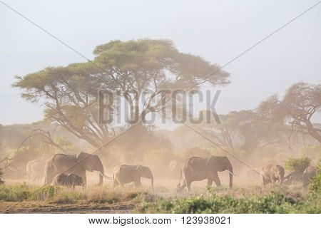 Elephant herd in Amboseli national park in Kenya., Africa.