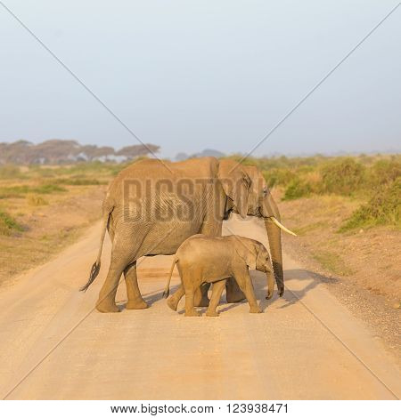 Female elephant with her calf crossing dirt road in Amboseli national park in Kenya, Africa.