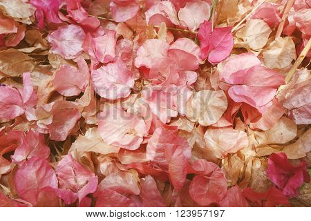 Pink beautiful bougainvillea flower as a background  in thailand