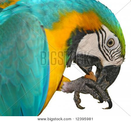 Papagei