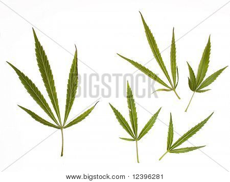 Marijuana blade på hvid baggrund