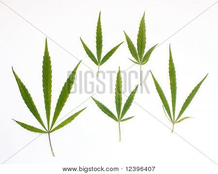 Marijuana blade på hvid baggrund