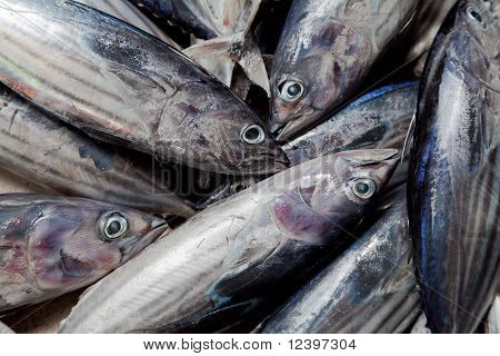 Thunfisch