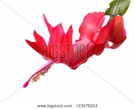 Blooming Christmas Cactus Schlumbergera isolated on white background