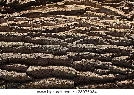 Tree Bark Texture