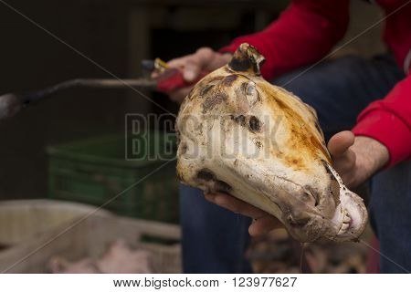 A Man Holding A Killed Sheep Head for Removing Hairs By Torch Flame