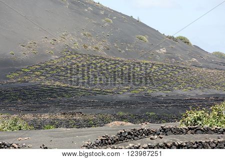 Vineyard On Black Volcanic Soil In La Geria Area. Lanzarote.canary Islands.spain