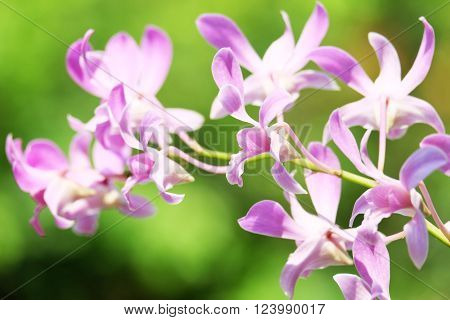 Beautiful purple orchid in thailand on the green background