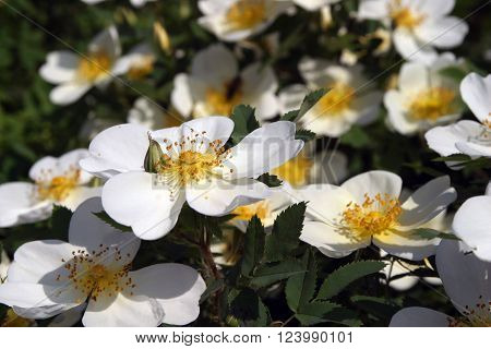 Spring Flowers