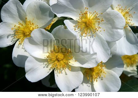 Spring Flowers