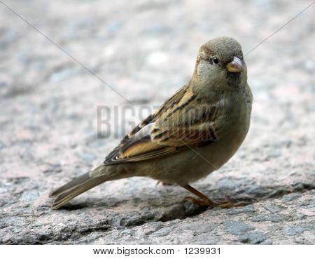 Passer Domesticus Linnaeus