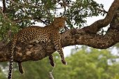 Leopardo en un árbol