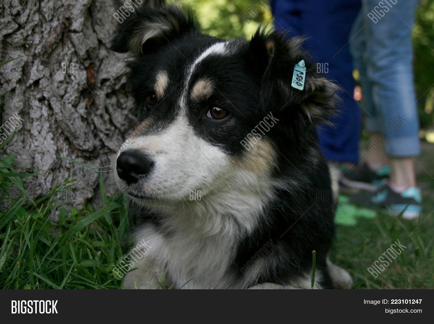 Image Preview