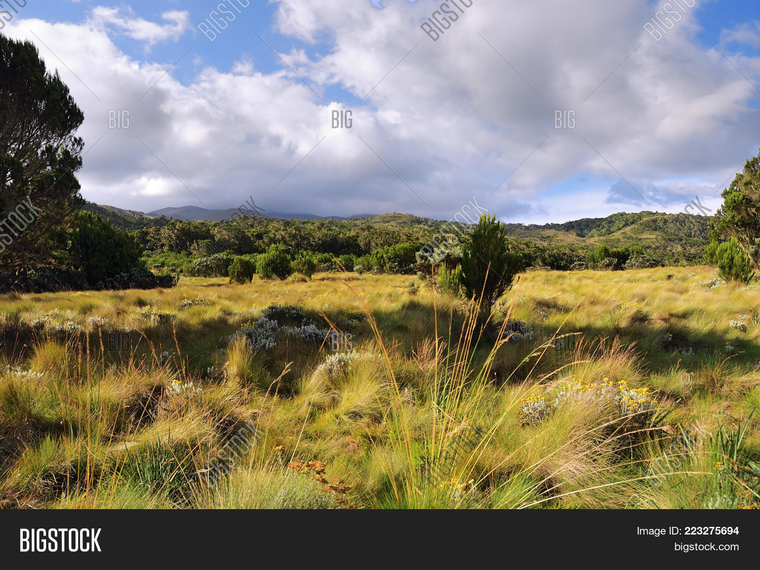 Image Preview