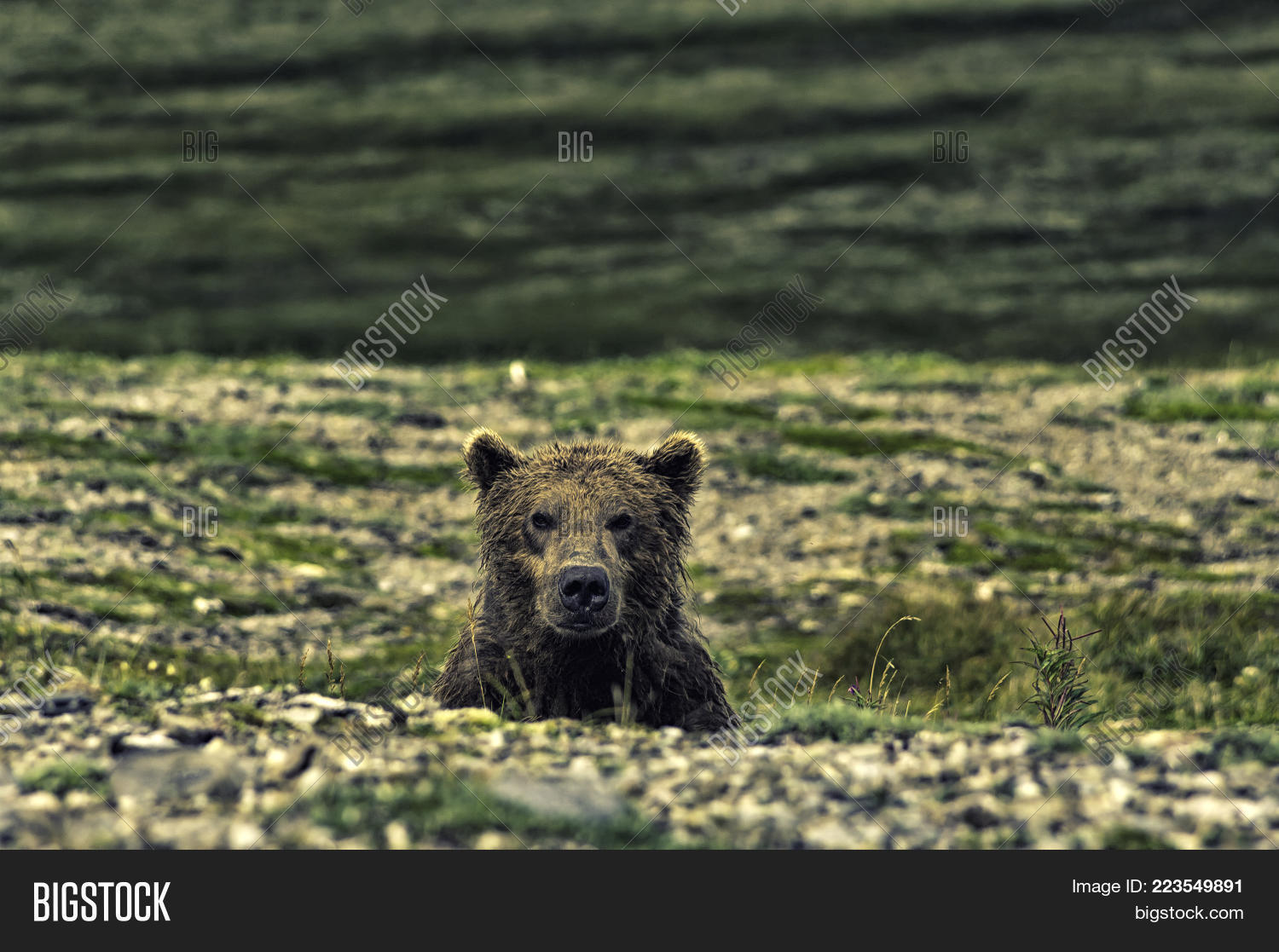 Image Preview