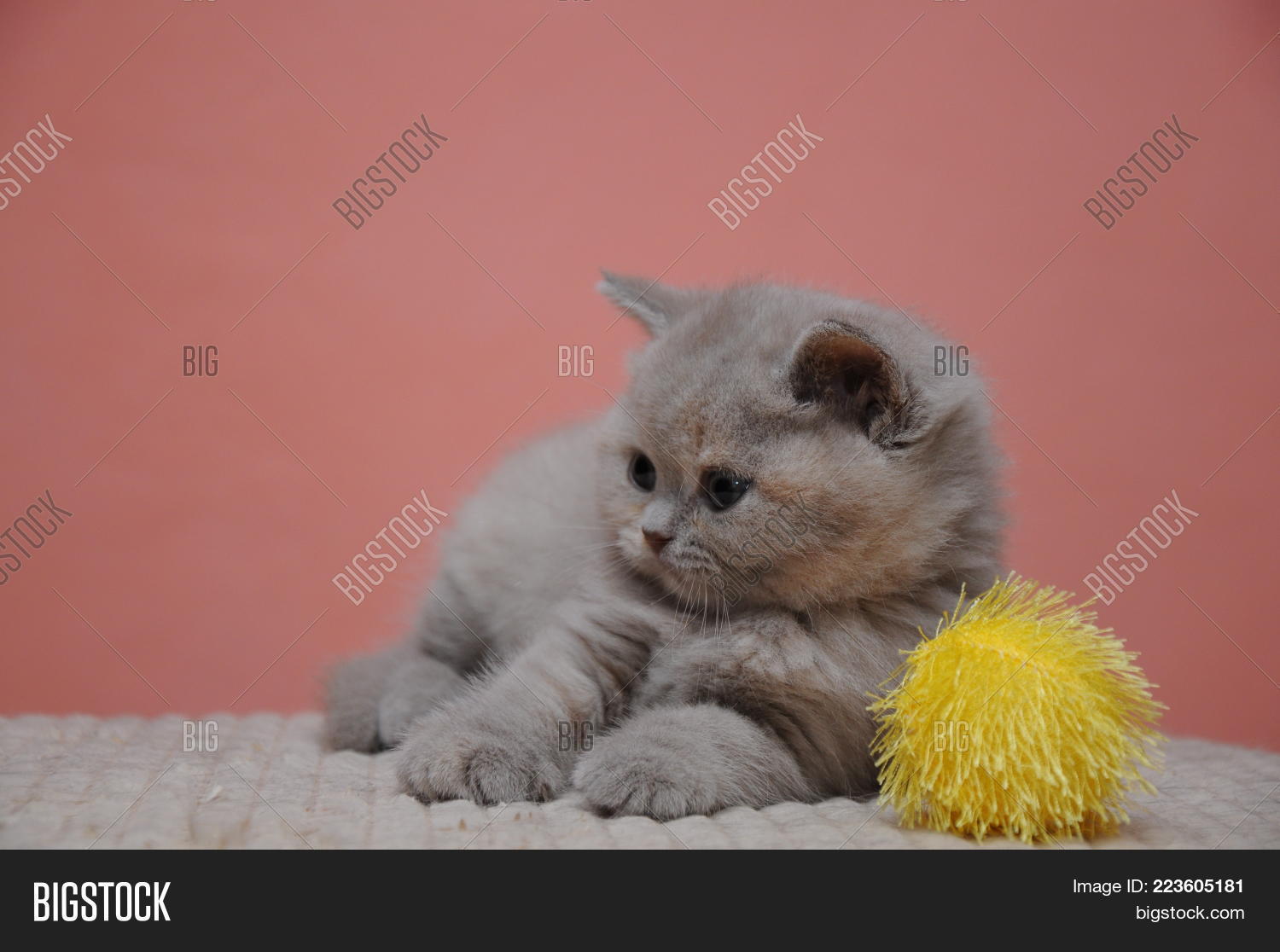 British Shorthair Image Photo Free Trial Bigstock