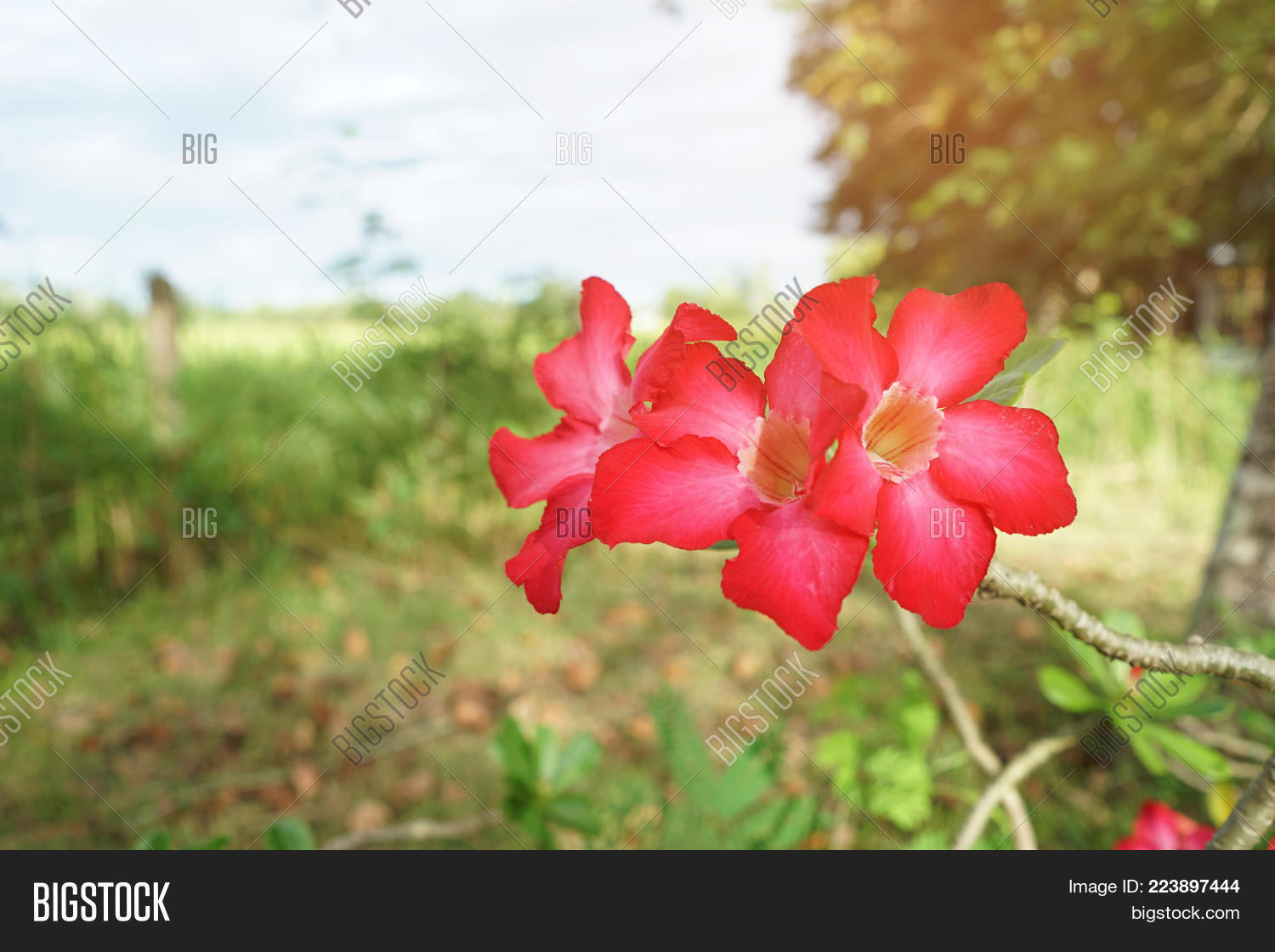 Image Preview