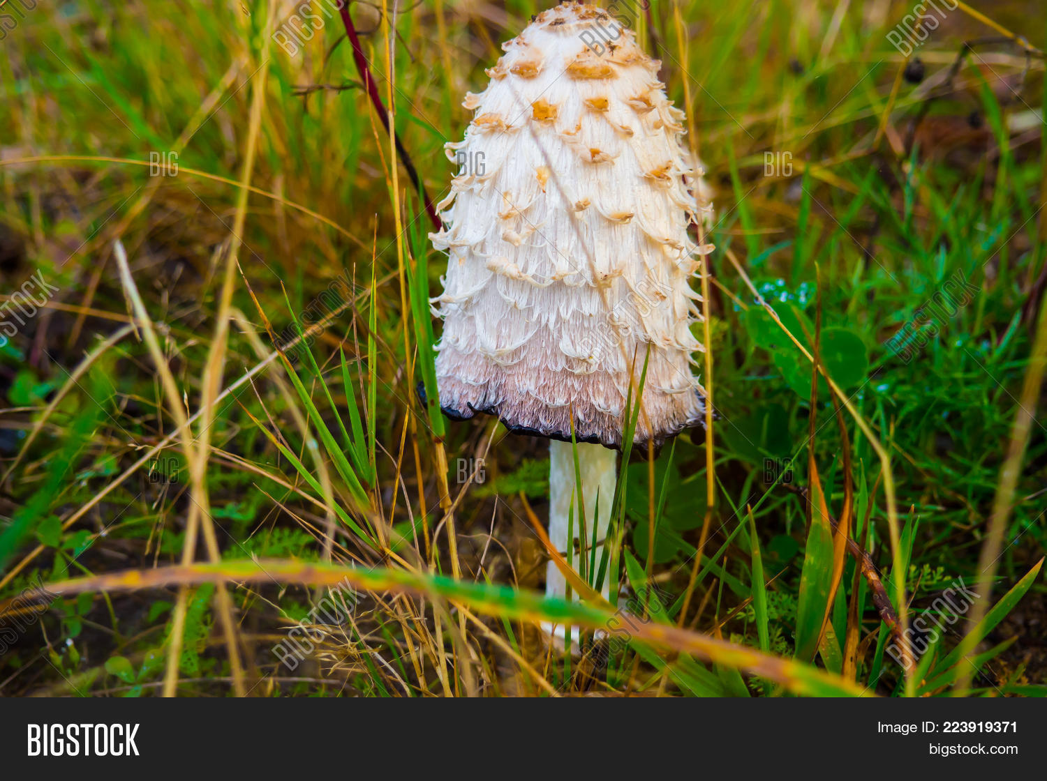 Image Preview