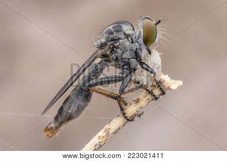 Super macro Robber fly with prey perching on branch