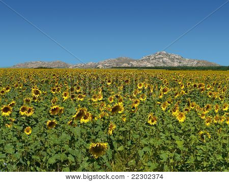 slunečnicová pole nad rovněž